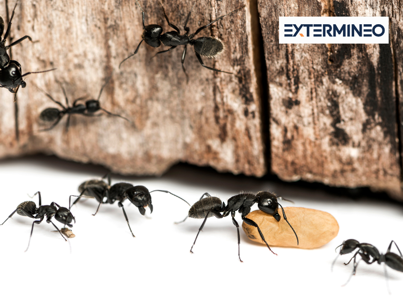 Fourmi charpentière – Identification et dégâts sur le bois