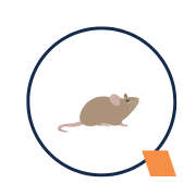 Exterminateur souris