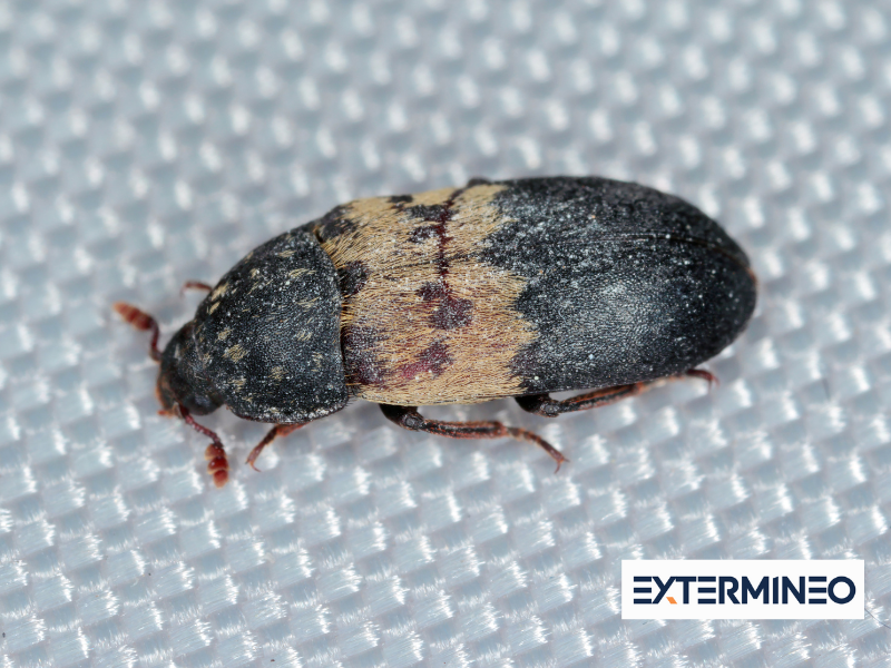 Dermeste du lard – Identification et gestion de ce coléoptère nuisible