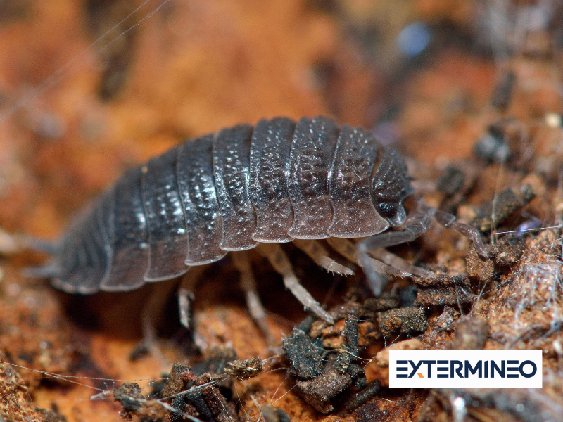 Cloporte – Identification et rôle écologique